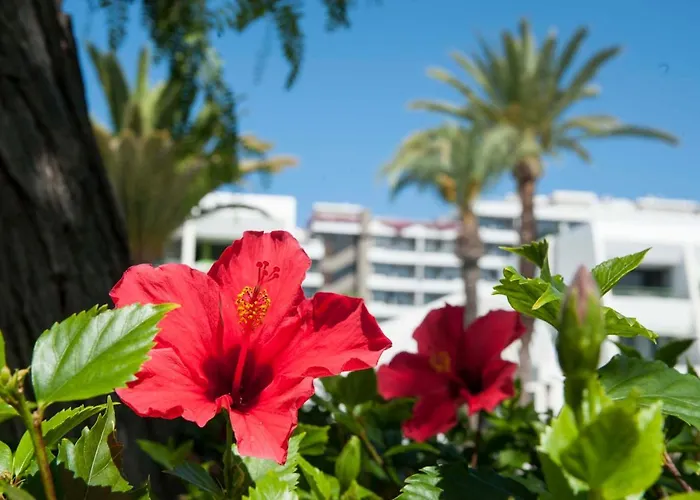 Optimist Deluxe Playa de las Americas (Tenerife)